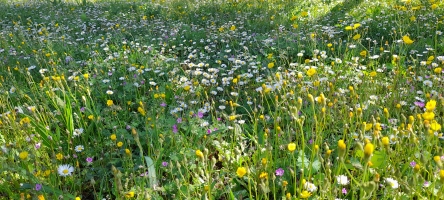 Proljeće u Stonu – svježi miris Cvjetne Galileje