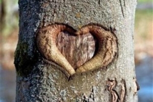 Drvo ima srce